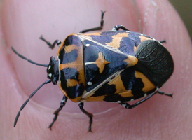 Harlequin Bug Harlequin Bug